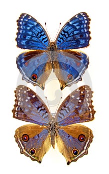 Blue butterflies isolated on white. Colorful Precis rhadama macro close up, nymphalidae, collection butterflies
