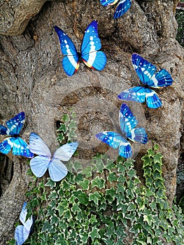 blue butterflies in nature