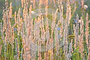 Blue Butterflies (Polyommatus icarus) on a meadow in sunset