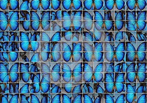 Blue butterflies, possibly Morphos (Morpho spp.), are displayed in a grid pattern. Each