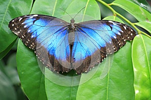 Blue butterfly