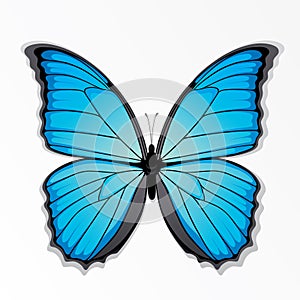 Blue butterfly