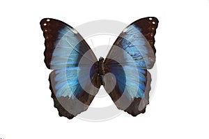 The Blue Butterfly