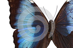 The Blue Butterfly 2