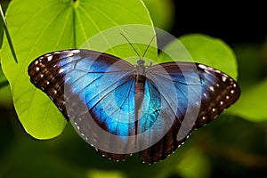 Azul mariposa 
