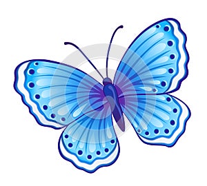 Blue butterfly photo