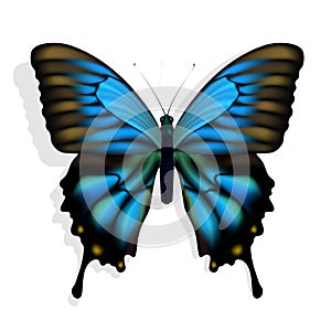 Blue butterfly