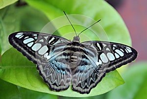 Blue butterfly