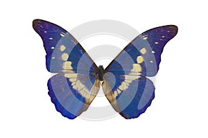 The Blue Butterfly 3