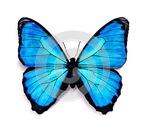 Blue butterfly