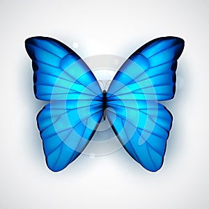 Blue butterfly