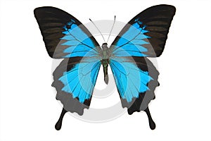 Azul mariposa 