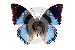 Blue butterfly