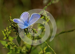 Blue butterfly