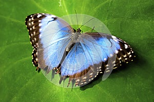 Blue Butterfly