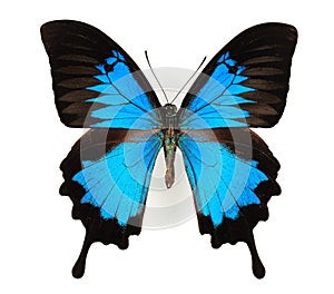 Blue Butterfly