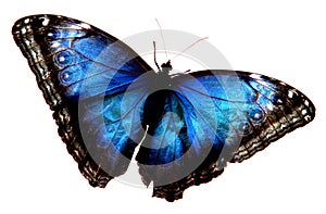 Azul mariposa 