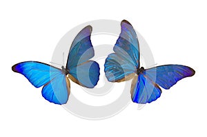 The Blue Butterfly 8