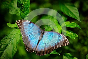 Blue Butterfly big Morpho, Morpho peleides, sitting on green leaves, Mexico. Tropic forest.