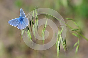 Blue butterfly blade of grass