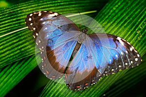 Blue butterfly. Blue Morpho, Morpho peleides, big butterfly sitting on green leaves. Beautiful insect in the nature habitat