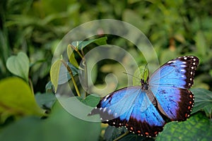 Blue butterfly. Blue Morpho, Morpho peleides, big butterfly sitting on green leaves. Beautiful insect in the nature habitat