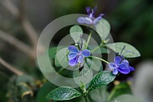 Blue Butterfly Bush flower or Blue Glorybower, Blue Wings Its Latin name is Clerodendrum Ugandense Syn Rotheca Myricoides , native