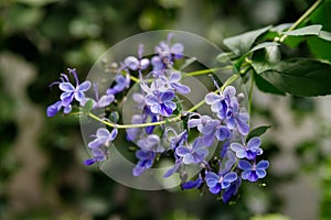 Blue Butterfly Bush flower or Blue Glorybower, Blue Wings Its Latin name is Clerodendrum Ugandense Syn Rotheca Myricoides , native