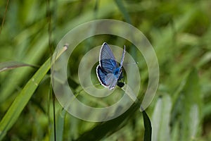 The blue butterfly is a butterfly of the family Nymphalidae