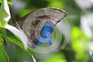 The Blue Butterfly in Central America