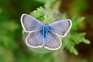 blue butterfly close detail