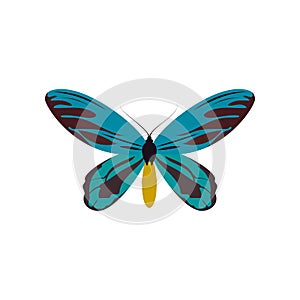 Blue butterfly of colorful icon top view. Art butterflies isolated on white background. Vector illustration eps10