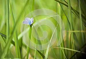 Blue butterfly - Cupido minimus on a green grass. Blue butterfly on blurred background. Summer time wallpaper photo