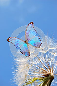 Blue butterfly on dandelion