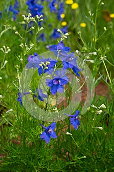 Blue Butterfly Delphinium Flower