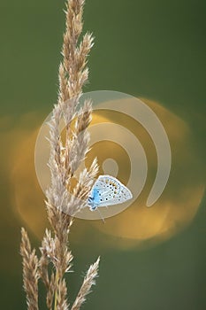 Blue butterfly from family Lycaenidae perching on dry grass during sun set.