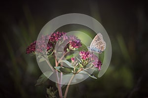 Blue butterfly on flower