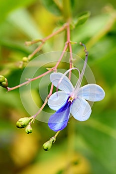 Blue butterfly flower 2
