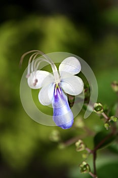 Blue Butterfly flower
