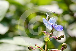 The Blue butterfly flower