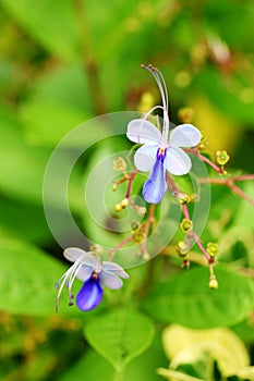 Blue butterfly flower 4