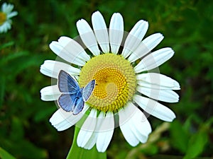 Azul mariposa a flor 