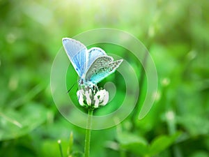 Blue butterfly on flower alfalfa
