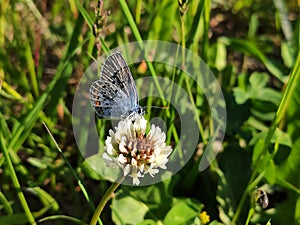 Blue butterfly on the flower