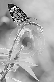 Blue butterfly fly in morning nature style black and white