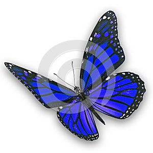 Blue butterfly flying