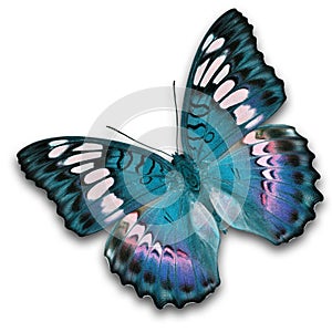Blue butterfly flying