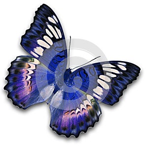 Blue butterfly flying