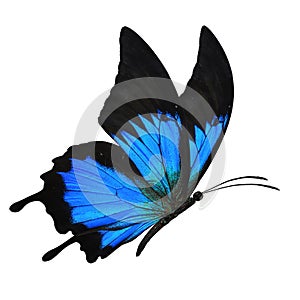 Blue butterfly flying photo