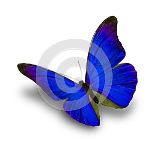 Blue Butterfly flying